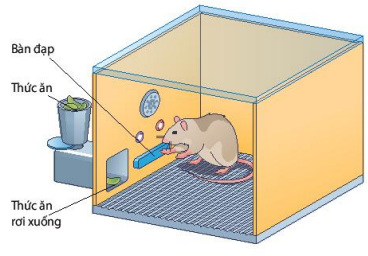 Thí nghiệm hình thành phản xạ của Skinner