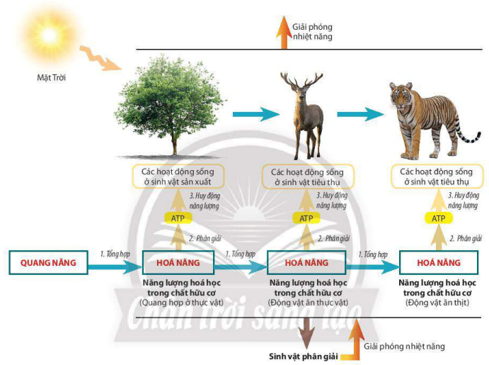 Sơ đồ chuyển hóa năng lượng trong sinh giới
