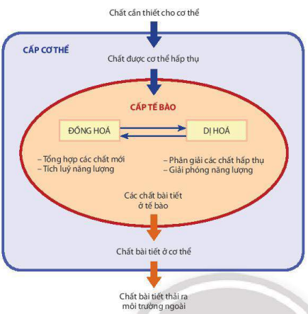 Mối quan hệ giữa chuyển hóa vật chất và năng lượng ở cấp tế bào và cơ thể 