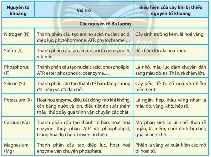 Vai trò của một số nguyên tố khoáng thiết yếu ở thực vật