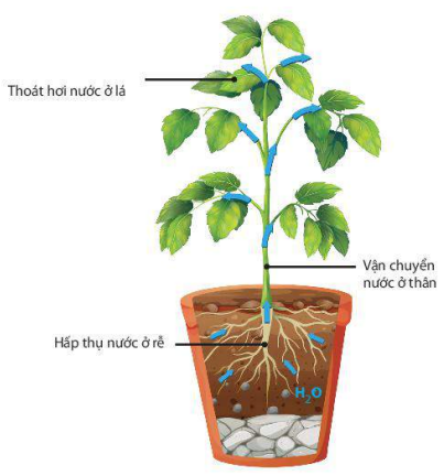 Sơ đồ quá trình trao đổi nước trong cây