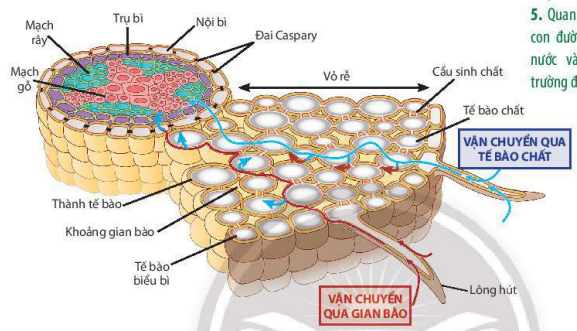 Sơ đồ quá trình hấp thụ, vận chuyển nước và khoáng ở rễ