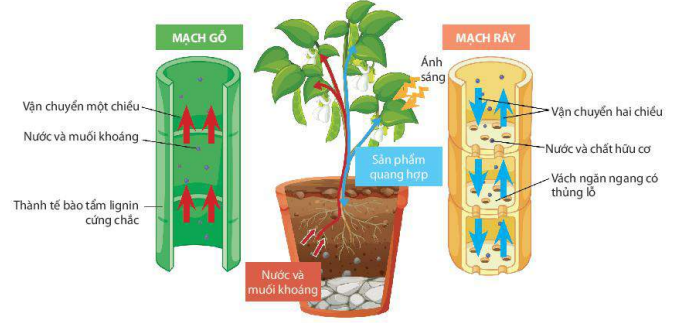 Sự vận chuyển các chất trong cây