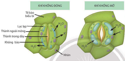 Sự đóng mở khí khổng