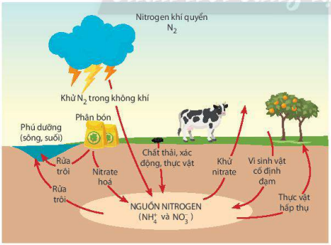 Các nguồn cung cấp nitrogen cho cây