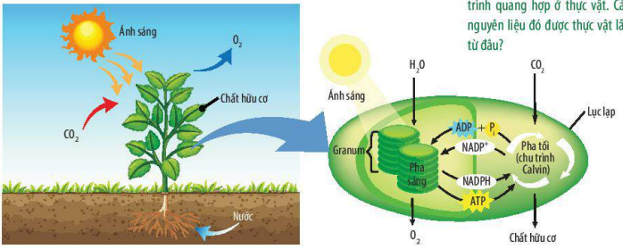 Sơ đồ quang hợp ở thực vật