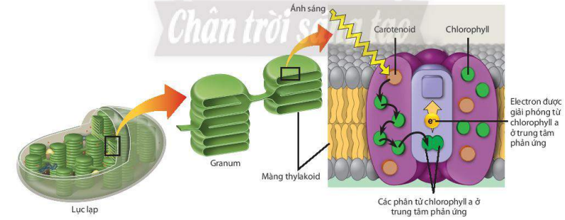 Vị trí và vai trò của hệ sắc tố quang hợp