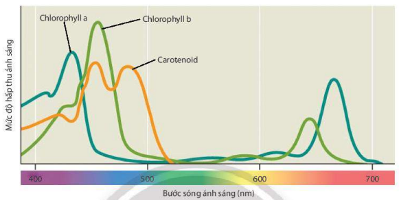 Quang phổ hấp thụ của hệ sắc tố thực vật