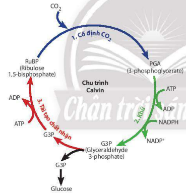 Con đường đồng hoá CO2 ở thực vật C3