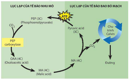 Con đường đồng hoá CO2 ở thực vật C4