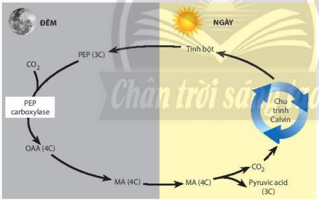 Con đường đồng hoá CO2 ở thực vật CAM