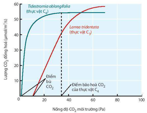 Đồ thị mô tả ảnh hưởng của nồng độ CO2 đến quang hợp ở thực vật C3 và C4