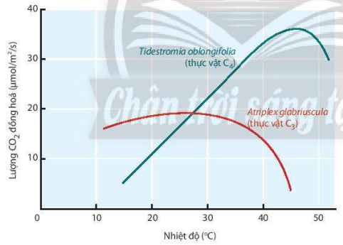 Đồ thị mô tả ảnh hưởng của nhiệt độ đến quang hợp 