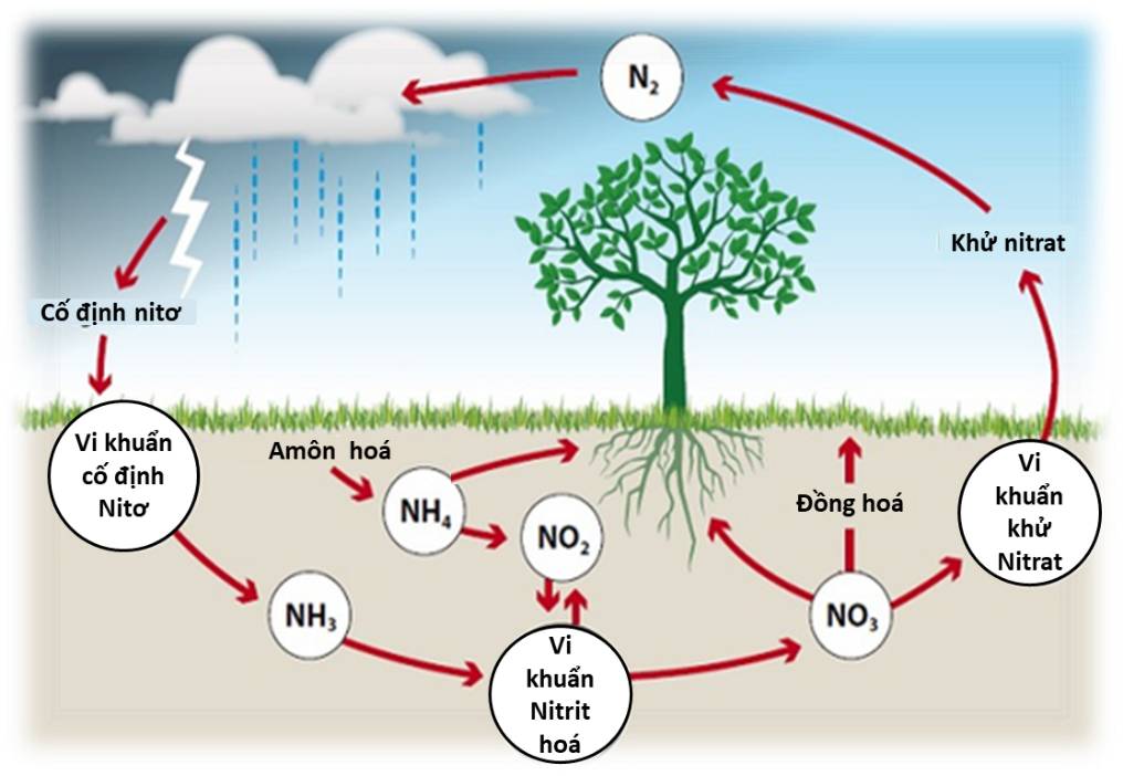 chu trình nitrogen trong tự nhiên.png