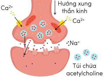 sinh học 11, truyền tin qua synapse