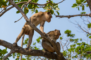 monkeys climbing olm