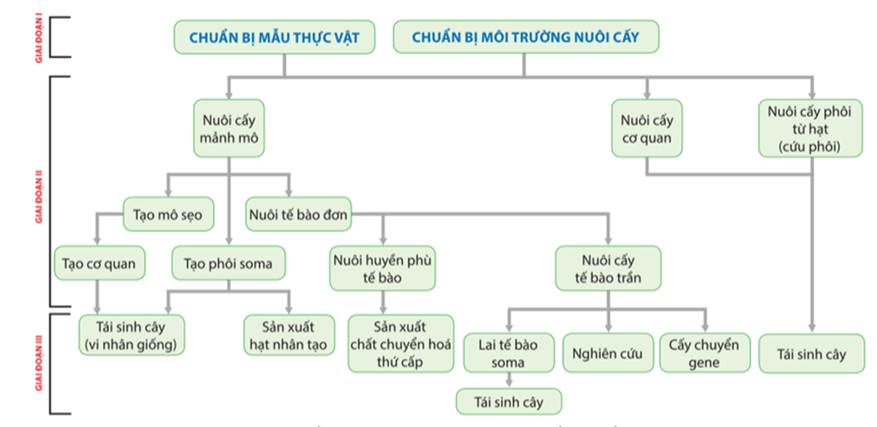 Sơ đồ các giai đoạn công nghệ nuôi cấy mô tế bào thực vật