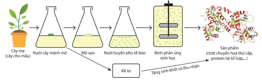 Khái quát một quy trình sản xuất chất chuyển hóa thứ cấp sử dụng công nghệ nuôi cấy tế bào thực vật