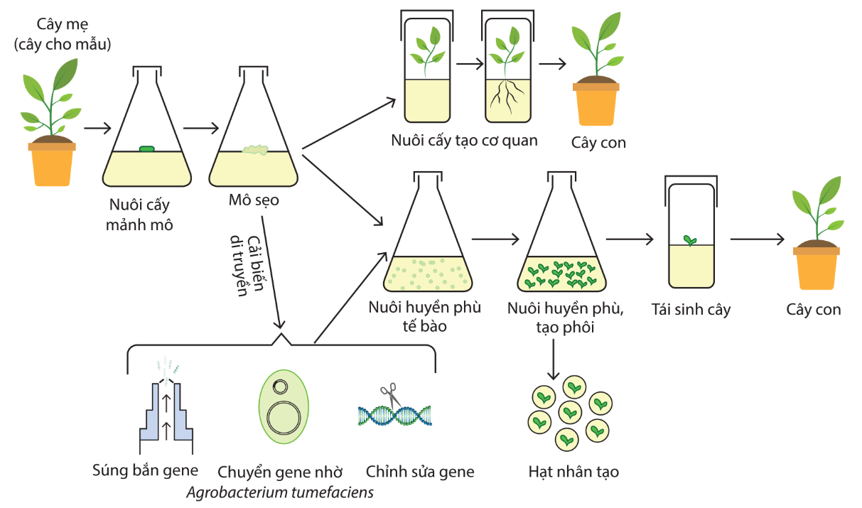 Quy trình công nghệ tế bào thực vật kết hợp công nghệ gene trong vi nhân giống cây trồng