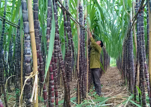 Mía tím Kim Tân - đặc sản Thanh Hoá