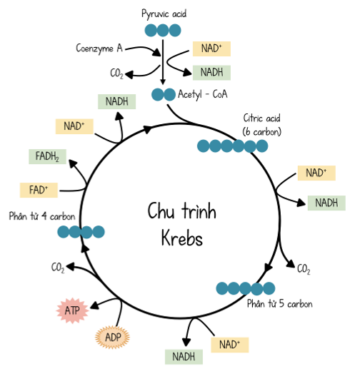 Sinh học 10, Chu trình Krebs