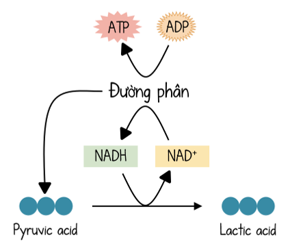 Sinh học 10, Lên men lactic