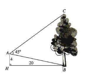chiều cao của cây trong ứng dụng giải tam giác