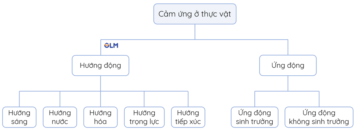 các hình thức cảm ứng ở thực vật