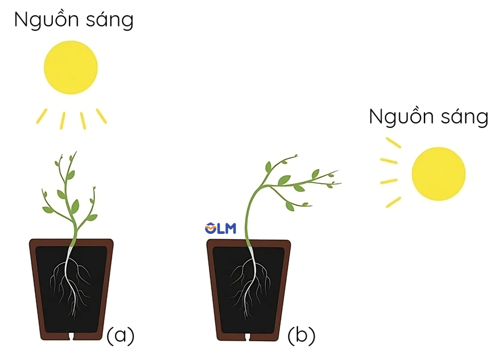 hướng sáng