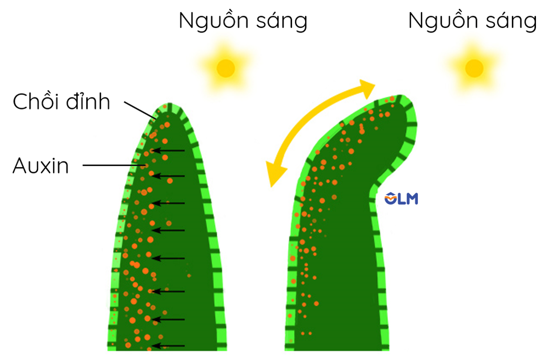 hướng sáng