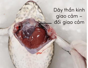 Sinh 11, dây thần kinh giao cảm - đối giao cảm