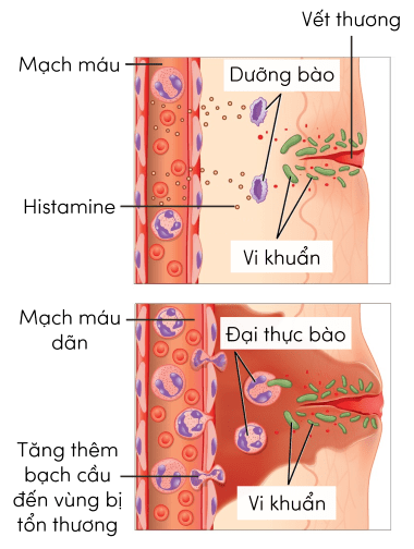 Sinh 11, quá trình đáp ứng viêm tại chỗ