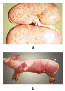 Công nghệ 11, Một số biểu hiện điển hình của bệnh dịch tả lợn cổ điển