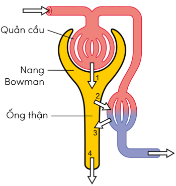 Sinh 11, quá trình hình thành nước tiểu ở nerphron