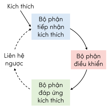 Sinh 11, sơ đồ mô tả cơ chế điều hòa cân bằng nội môi