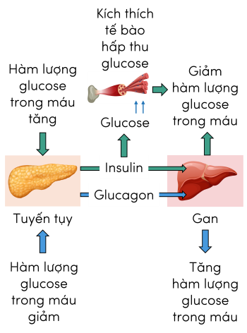 Sinh 11, vai trò của gan trong điều hòa hàm lượng glucose trong máu