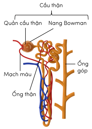 Sinh 11, cấu tạo một nerphron