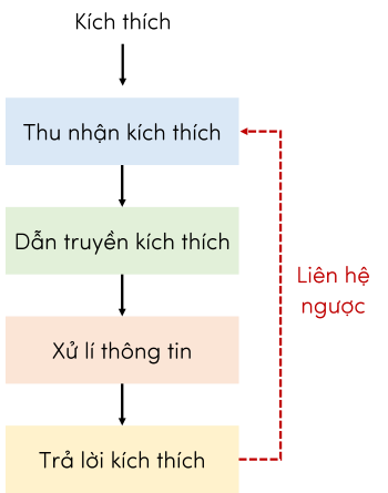 Sinh 11, sơ đồ cơ chế cảm ứng ở sinh vật