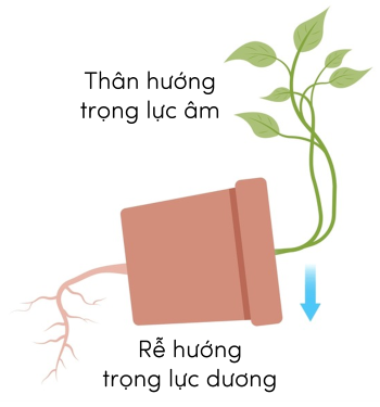 Sinh 11, hướng trọng lực