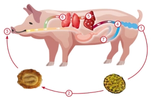 Công nghệ 11, vòng đời của giun đũa lợn