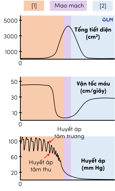 sinh học 11, mối quan hệ tiết diện, vận tốc máu và huyết áp