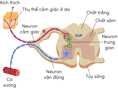 sinh học 11, cung phản xạ