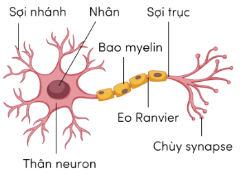 Sinh 11, cấu tạo của một neuron điển hình