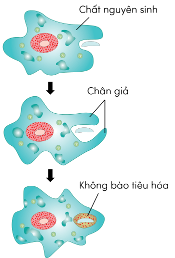 Sinh 11, trùng biến hình bắt mồi