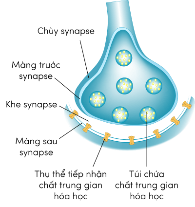 Sinh 11, cấu tạo của synapse hóa học