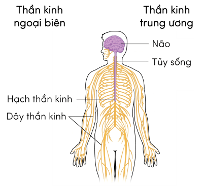 Sinh 11, hệ thần kinh dạng ống