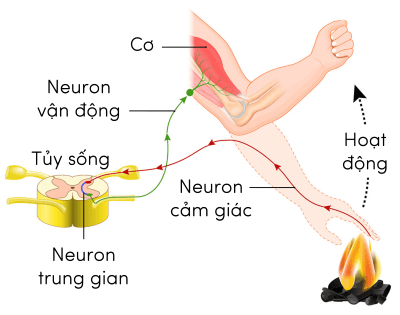 Sinh 11, các thành phần của một cung phản xạ