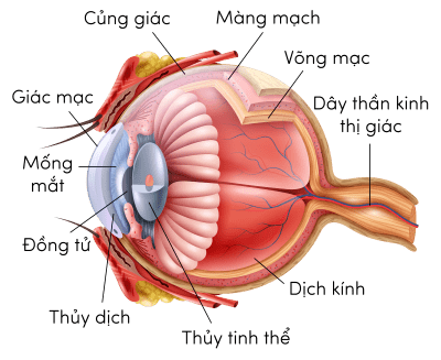 Sinh 11, cấu tạo cầu mắt