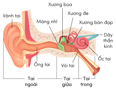 Sinh 11, thính giác