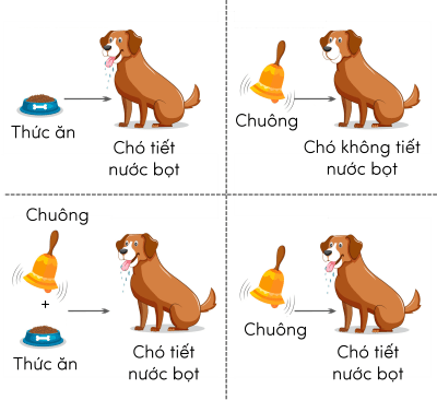 Sinh 11, quá trình hình thành phản xạ có điều kiện